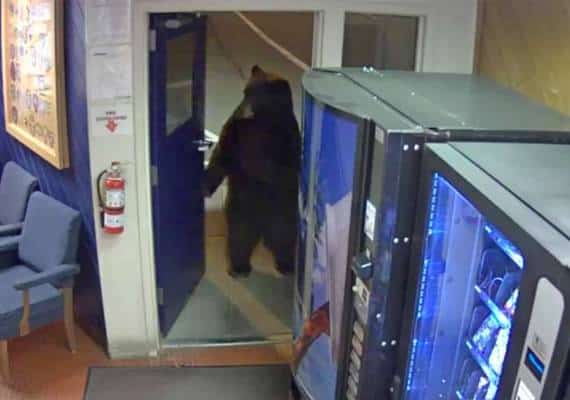 הגיע להגיש תלונה? דב ענק פרץ לתחנת משטרה