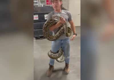 פייתון באורך של שישה מטרים נמצא בפח האשפה בלוס אנג'לס