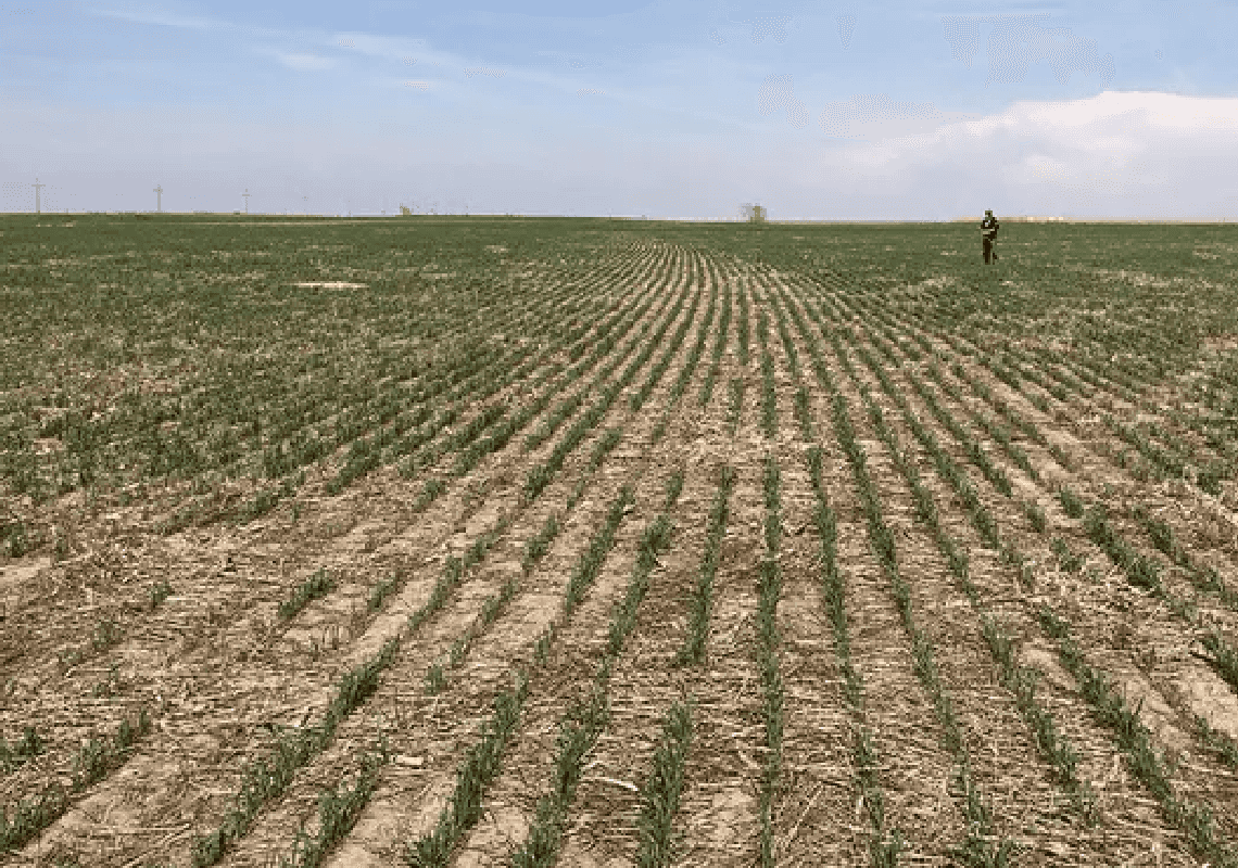 דווקא בזמן המלחמה באירופה: בצורת בדרום ארה"ב פוגעת בגידול החיטה 