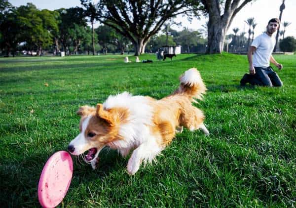מחקר: כלבים הופכים את בעליהם לבריאים יותר