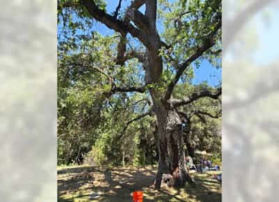 תאונה שניתן היה למנוע בלוס אנג'לס: ילד נהרג מענף שנפל בסן פרננדו וואלי -יום אחד אחרי שהתריעו על ריקבון בעץ