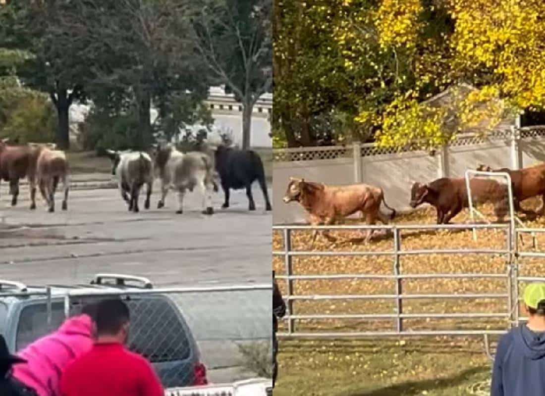 צפו: שמונה פרים בורחים מרודיאו במסצ'וסטס לקניון הומה אדם