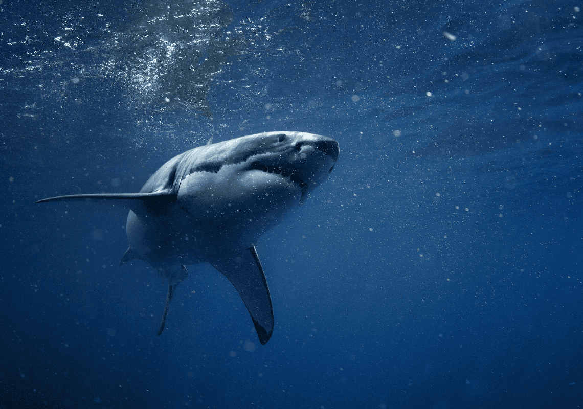 חגיגות הרביעי ביולי בפתח - ויעד פופולרי נמצא תחת אזהרת כרישים חמורה