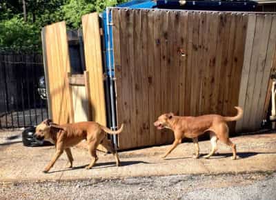 זוועה בפארק בלוס אנג'לס: להקת כלבים פראיים הרגה אישה חסרת בית בסן ברנרדינו