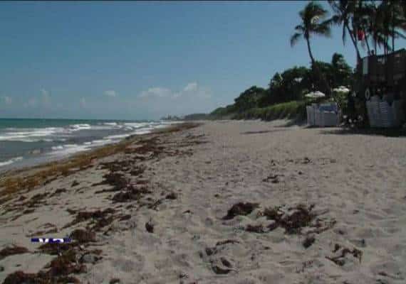  הוסר החשש מ"גאות אדומה" בדרום פלורידה