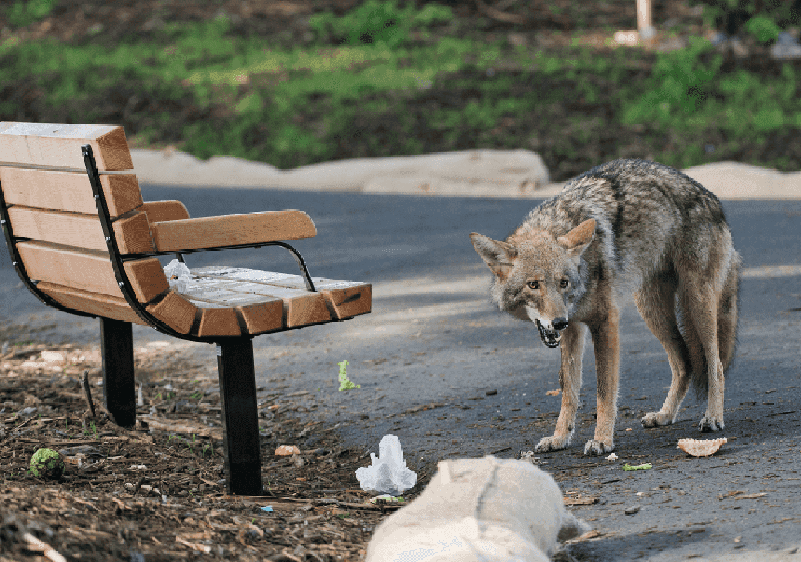 מכה בלוס אנג'לס: שני כלבים מתו לאחר שהותקפו על ידי זאבי ערבות בחצר פרטית