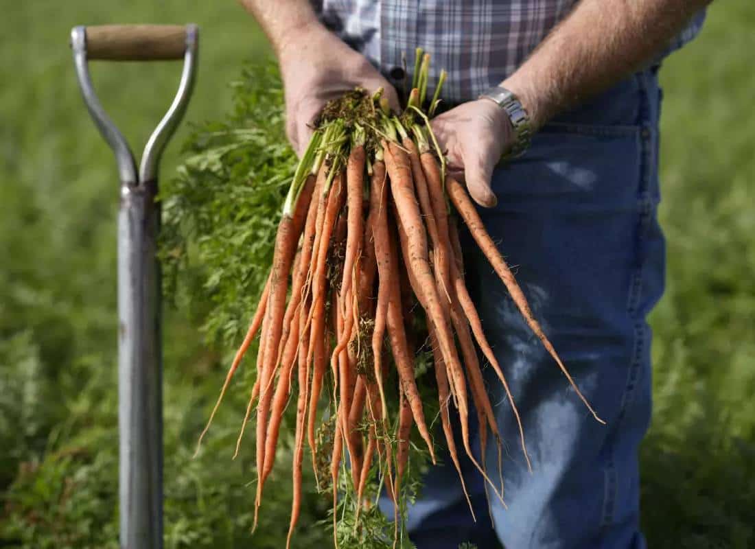 התראת בריאות: אדם מת ועשרות חלו מגזר אורגני נגוע בחיידקי אי-קולי
