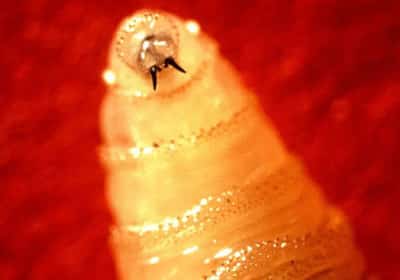 מקרה ראשון בארה"ב: טפיל טורף בשר התגלה אצל מטייל ששב ממרכז אמריקה