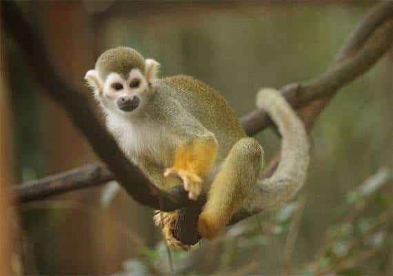  תושב פלורידה גנב קוף ועוד בעלי חיים מגן החיות המקומי