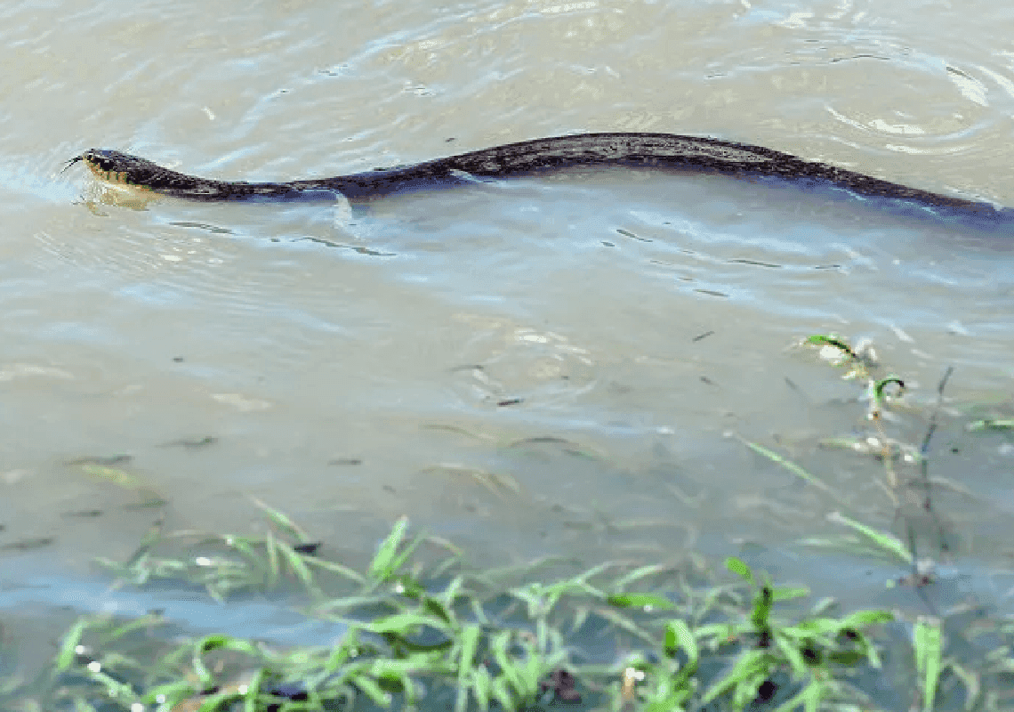 זהירות: השיטפונות בקליפורניה יכולים להביא לשטף של נחשים 