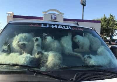 אכזריות בקליפורניה: אישה נעצרה לאחר שנמצאו עשרות חתולים ברכב נעול ולוהט