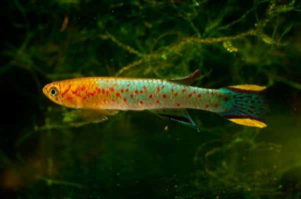 צעיר לנצח: מדענים אולי מצאו דרך לעצור את הזמן ולמנוע את נזקיו