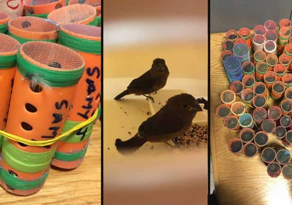 נמה"ת JFK: עשרות ציפורים הוברחו במזוודה