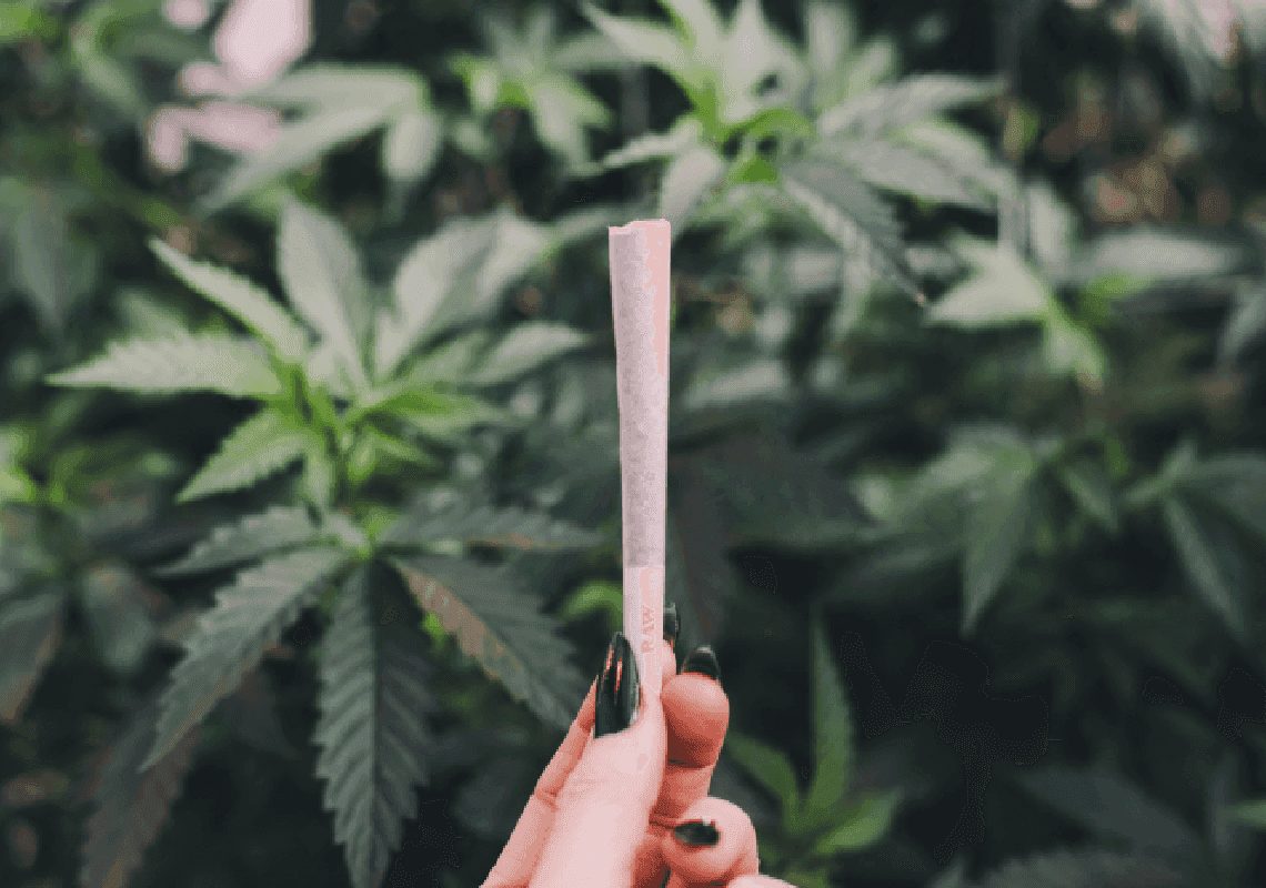 תביעה נגד שתי חברות קנאביס מקליפורניה - בטענה ששיקרו על רמת החומר הממסטל