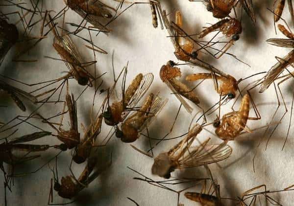 מתקפת היתושים גובה קורבן ראשון בלוס אנג'לס: שכונה שלמה בוואלי תרוסס במהלך הלילה