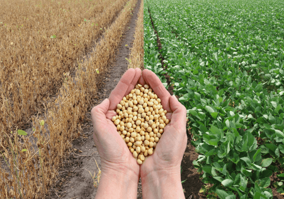 מלחמת הסחר: הייבוא הסיני של פולי סויה מארצות הברית צנח בחודש שעבר ל-0