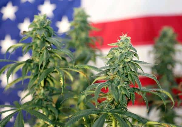 ארה"ב מתקרבת ללגליזציה: האם מריחואנה תהפוך לחוקית ברמה הפדרלית?