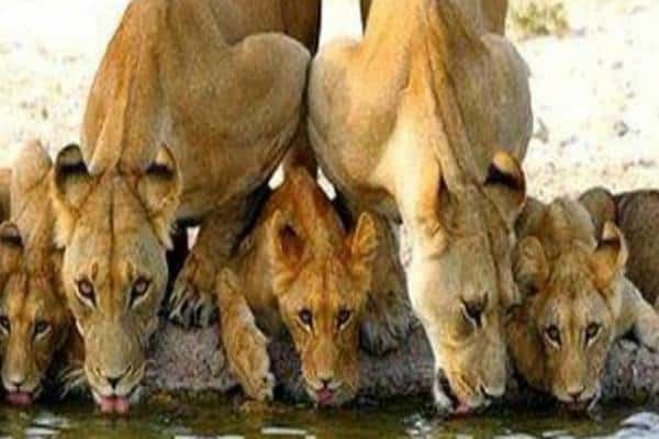 פסטיבל סרטי חיות: אם אכפת לכם מהמגוון הביולוגי בעולם, בניו יורק מתקיים אירוע במיוחד עבורכם