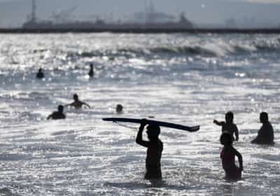 אזהרה למתרחצים בחופי דרום קליפורניה: זינוק בעקיצות חתולי ים