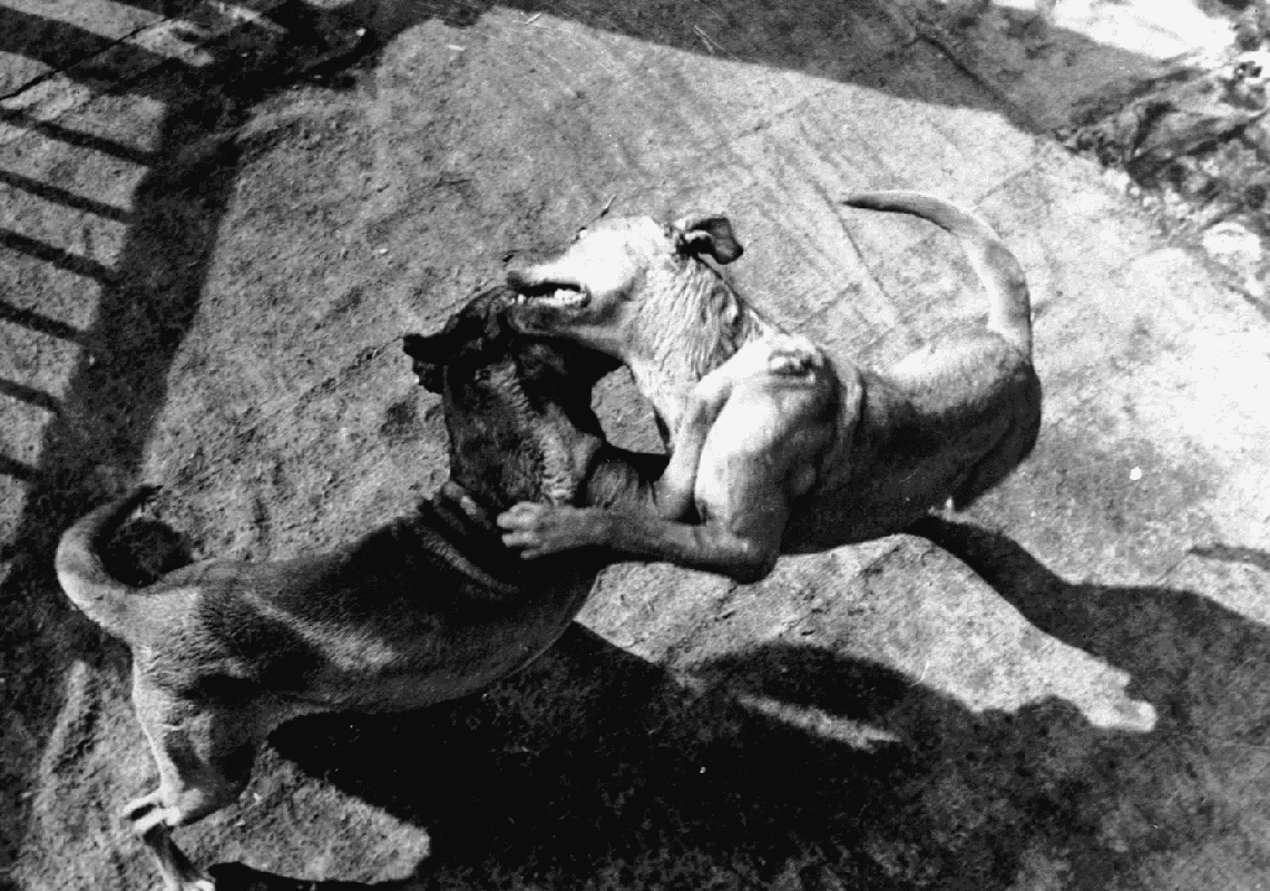 יותר מ-300 כלבים חולצו מהתעללות "אכזרית וסדיסטית"