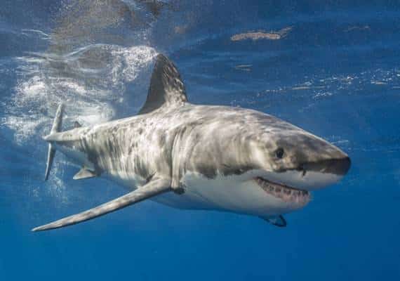 מלתעות בניו יורק: עמלץ לבן הגיע לחופי העיר