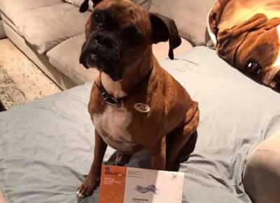 מאיה - הכלבה שהצביעה: אישה מקליפורניה מואשמת בהונאת בחירות