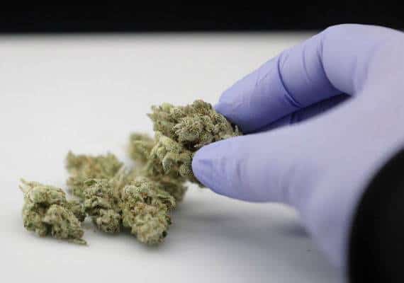 קליפורניה: רוצים לעשן קנאביס בזול? כדאי לכם למהר לחנויות