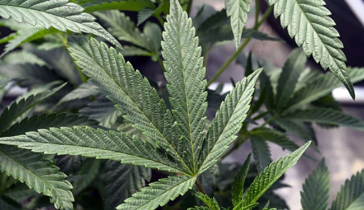 כסף גבוה: ‏מריחואנה אחראית ליבול המזומנים השישי בגודלו בארה"ב‏