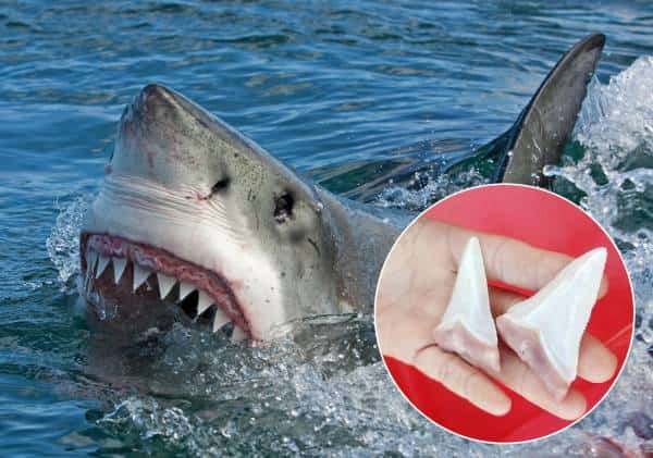 אימה במהלך שייט באי קטלינה: כריש ענק תקף קיאק והותיר מזכרת נדירה במיוחד