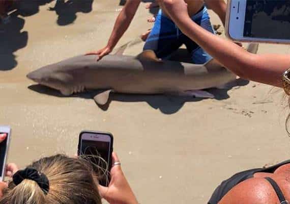 יממה לאחר תקיפת המתרחצים בניו יורק: שני כרישים נמשו מהמים