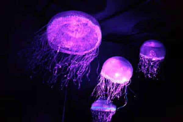 זוהרים באפלה: יצורים מאירים מקרקעית האוקיאנוס מחכים לפגוש אתכם במיאמי