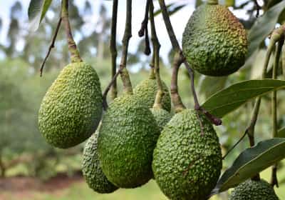 הפיקוח הוסר – המזיקים חזרו: קליפורניה מתריעה על משבר אבוקדו מתקרב