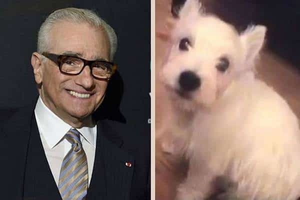 הכלב המרושע של סקורסזה: זה לא שם של סרט. כלבו של הבימאי המפורסם תקף אישה במציאות 