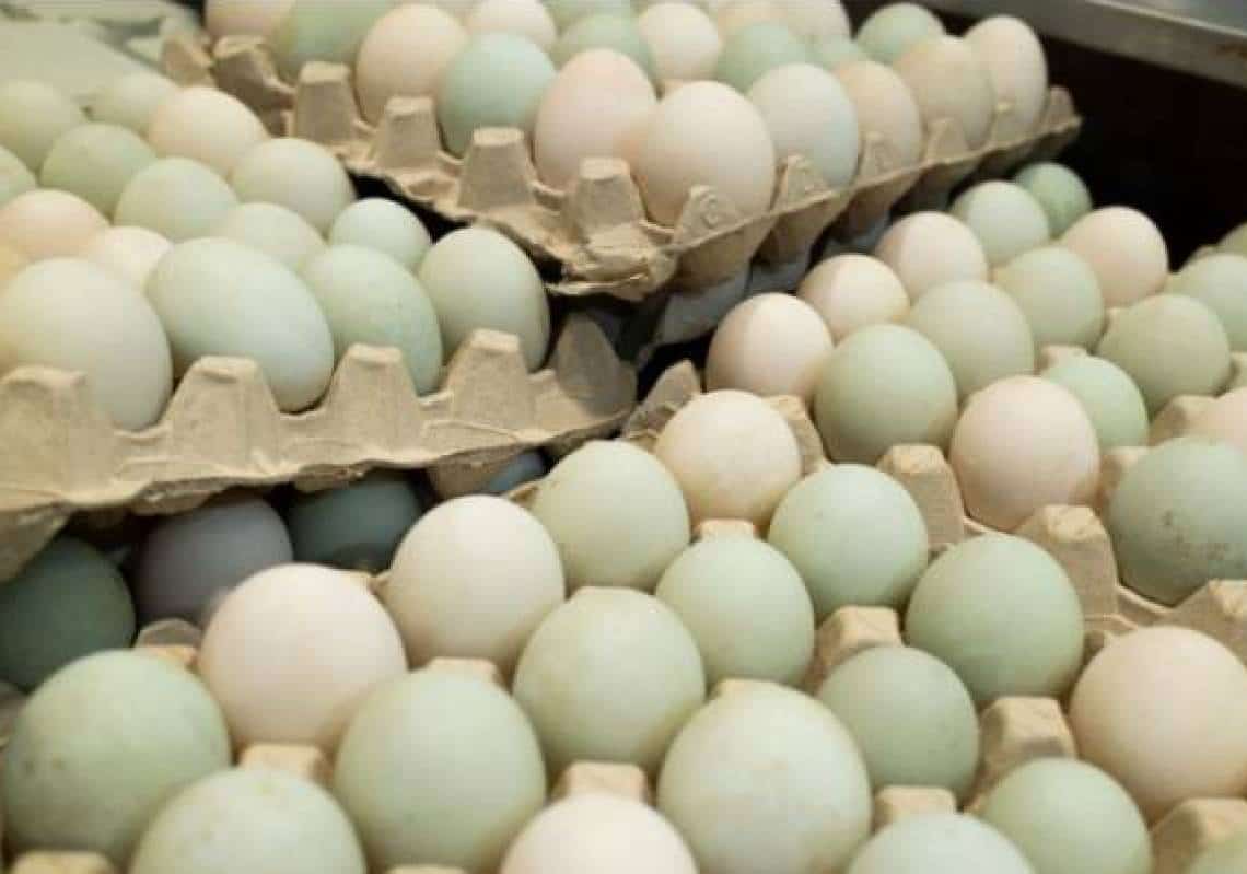 זינוק במחירי הביצים לאחר ש10% מאוכלוסיית התרנגולות באמריקה מתה בעקבות שפעת העופות ההרסנית