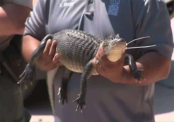 לוס אנג'לס: עשרות תנינים ונחשים ארסיים נמצאו בבית פרטי