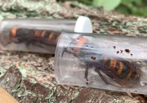 כעת זה רשמי: נחיל של עשרות צרעות ענק "רצחניות", ובתוכו שתי מלכות עצומות נלכד לראשונה בארה"ב 