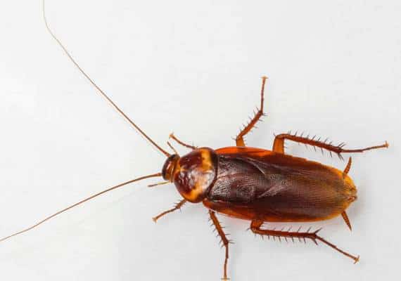 לוס אנג'לס: 4 מסעדות נסגרו בוואלי בשל כמויות ענק של מקקים במטבח