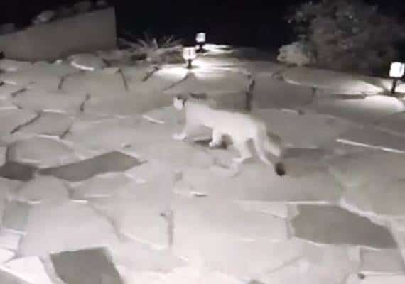 מליבו: כוכב הריאליטי זכה לביקור מאורח מפתיע במיוחד