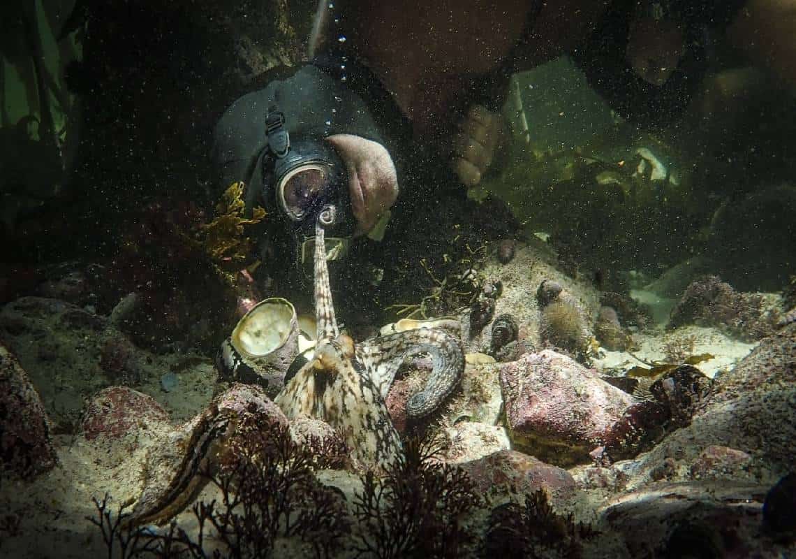 בדרך לאוסקר: ״מורתי התמנונית״ הוא אחד הסרטים החשובים, הרגישים והמעולים שנעשו לאחרונה 