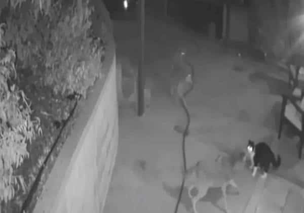 זאבים ניסו לטרוף חתול בית בלוס אנג'לס: הוא לא ויתר בקרב שתועד במצלמה