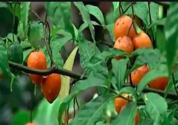 חומר המופק מצמח טבעי המשמש לגמילה מהתמכרות למשככי כאבים   - התגלה כמסכן חיים