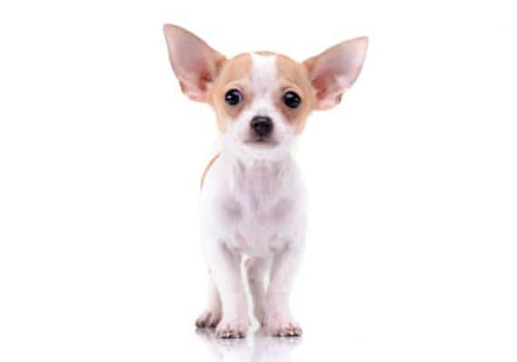 גיבור על חלשים: תושב ניו יורק תקף צ'יוואווה ברחוב - וצפוי להיכנס למאסר