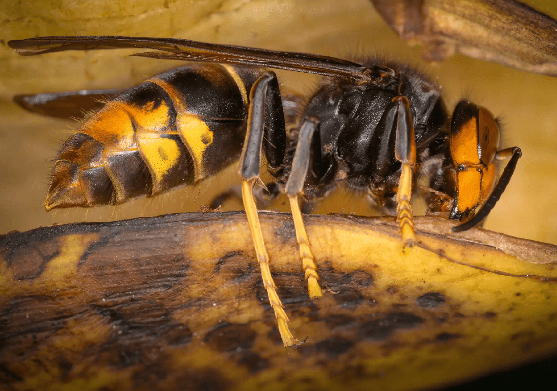 לא צריך לחשוש יותר: הרשויות בארה"ב הצליחו להשמיד את 'הצרעה הרוצחת'