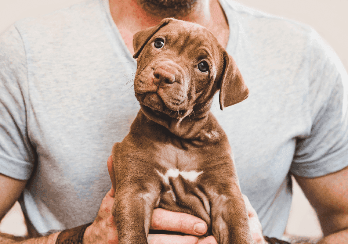 עשרות כלבים מתו בעקבות התפשטות מחלה מסתורית