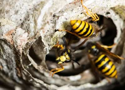 קן צרעות אטומי: ארבעה קינים רדיואקטיביים התגלו במתקן גרעיני בדרום קרוליינה