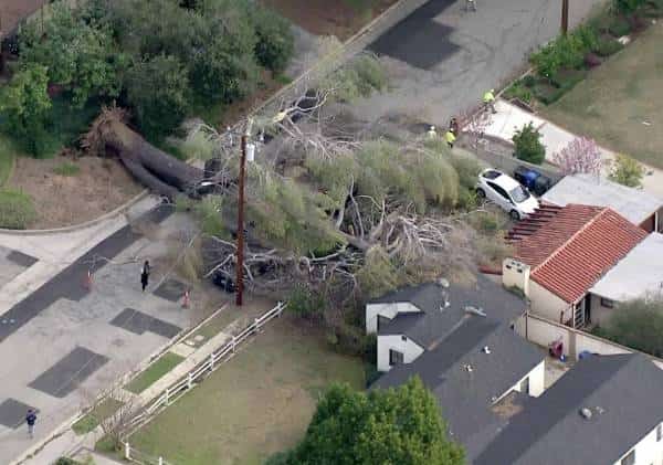 קריסת עצים והפסקות חשמל: אזהרה מפני רוחות חזקות ברחבי לוס אנג'לס