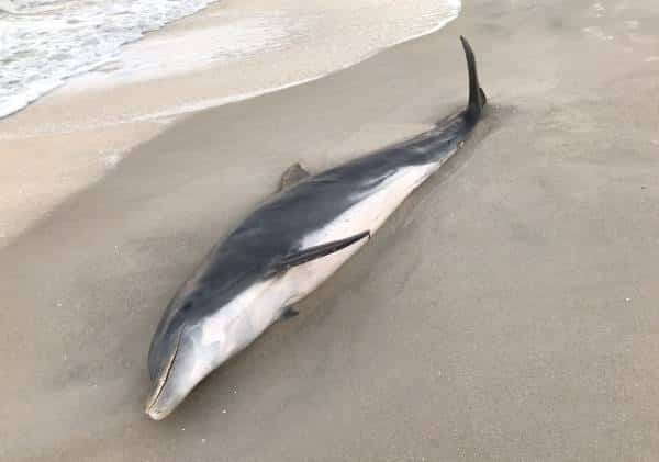 תעלומה בפלורידה: מי ירה למוות בדולפינים?