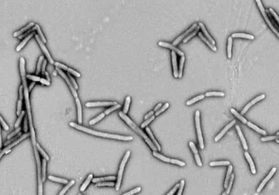 פריצת דרך במאבק נגד סכרת 2