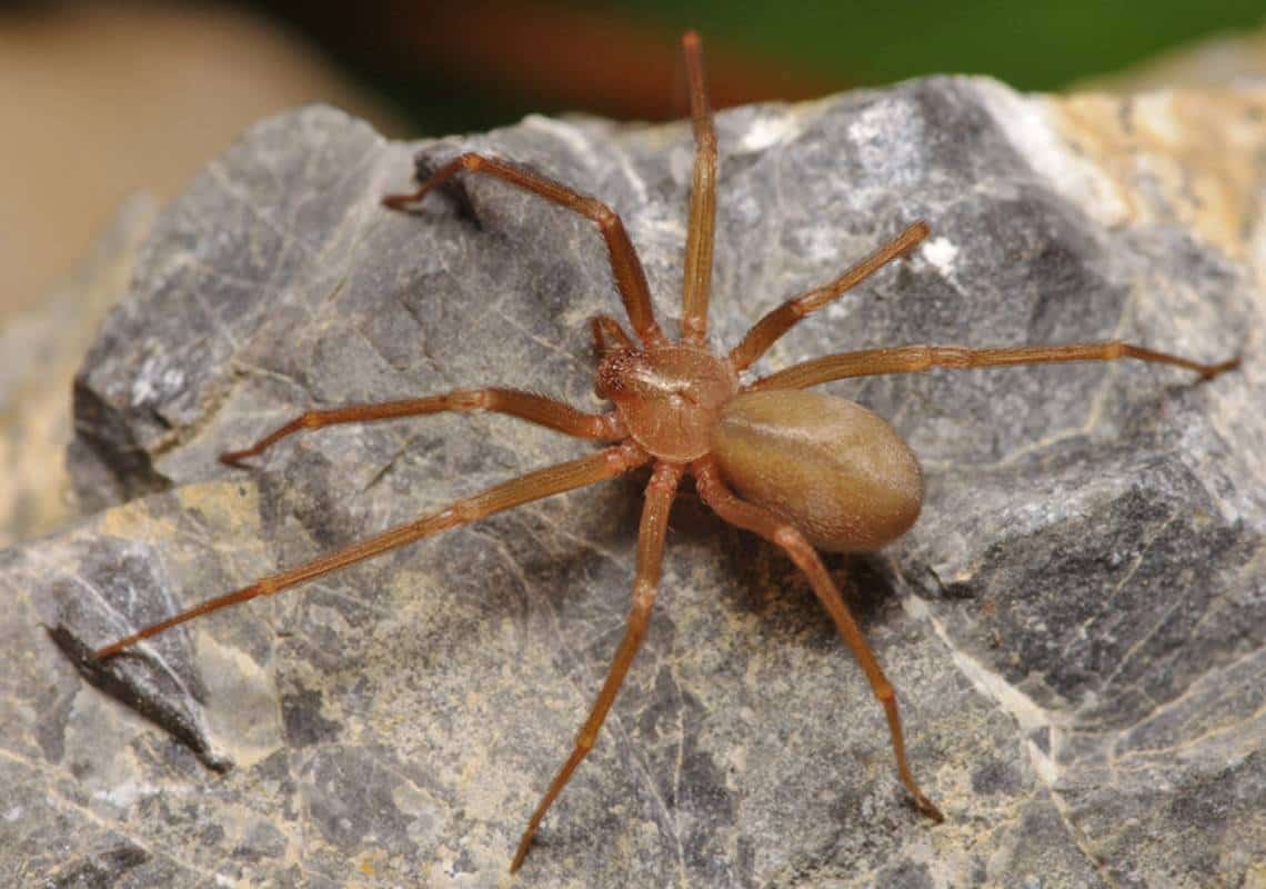 לפחות 3 עכבישים ארסיים אותרו באוניברסיטה בלב ארה"ב