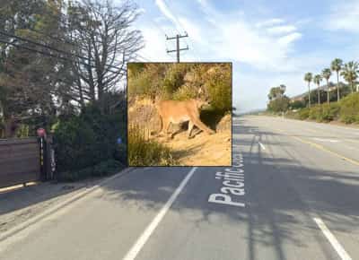 פחד בלוס אנג'לס: פומה תקפה ונשכה ילד בן 11 שהאכיל תרנגולות במליבו